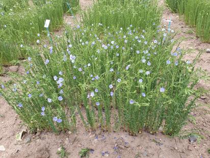 Click for 1 image(s) for this accession.